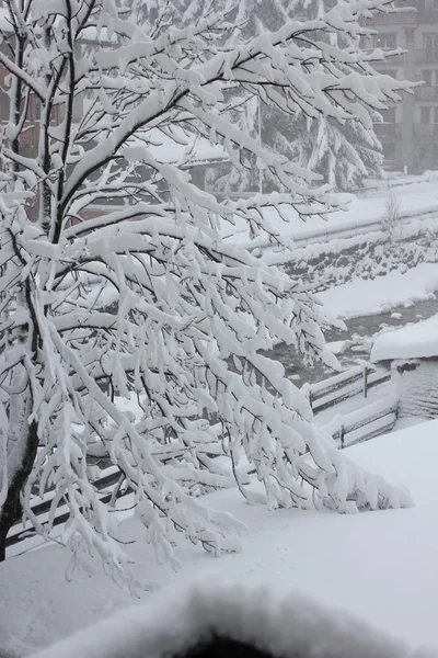 雪に覆われた木の枝 — ストック写真
