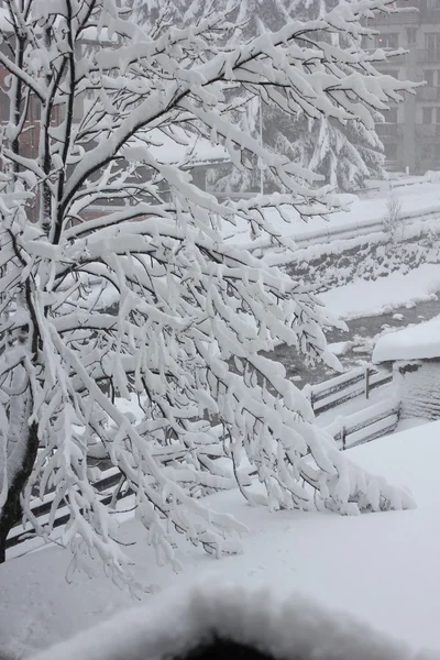 Tree branches covered with snow — Stock Photo, Image