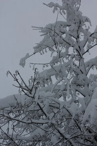 Ramos de árvores cobertos de neve — Fotografia de Stock