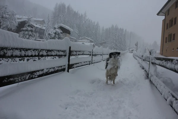 Собака играет на снегу — стоковое фото