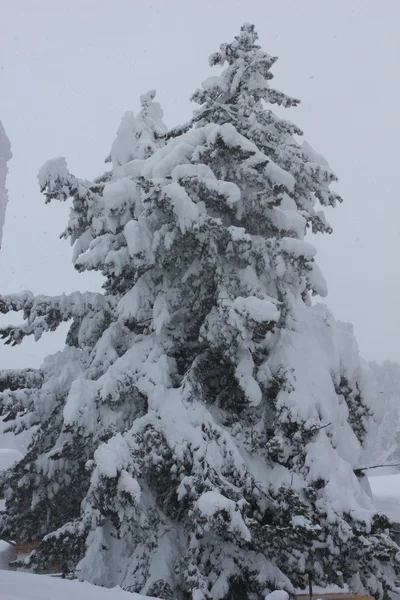 被雪覆盖的树枝 — 图库照片
