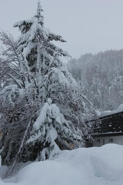 被雪覆盖的树枝 — 图库照片