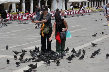 Güvercinler Venedik grubu