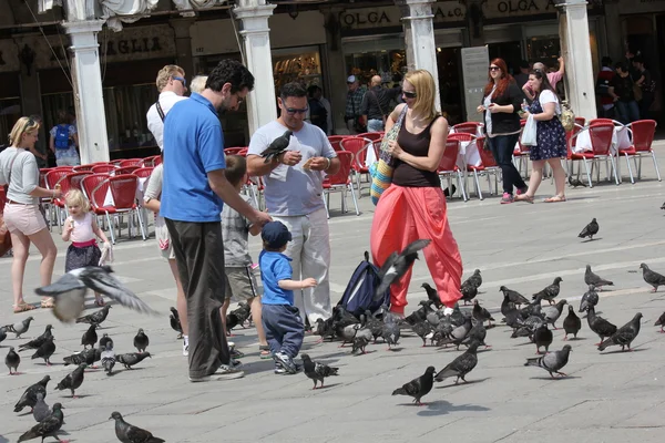 Güvercinler Venedik grubu