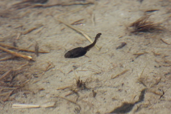 올챙이 그것의 그림자는 연못에서 수영 — 스톡 사진