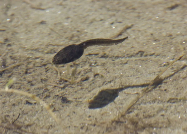 Kurbağa yavrusu ve gölge