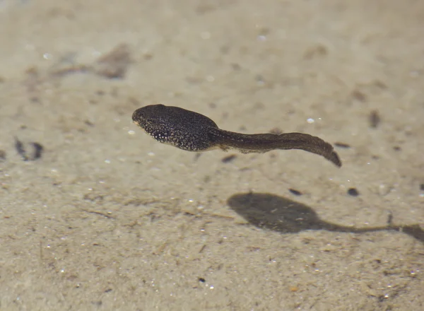 Kurbağa yavrusu ve onun gölge yüzer