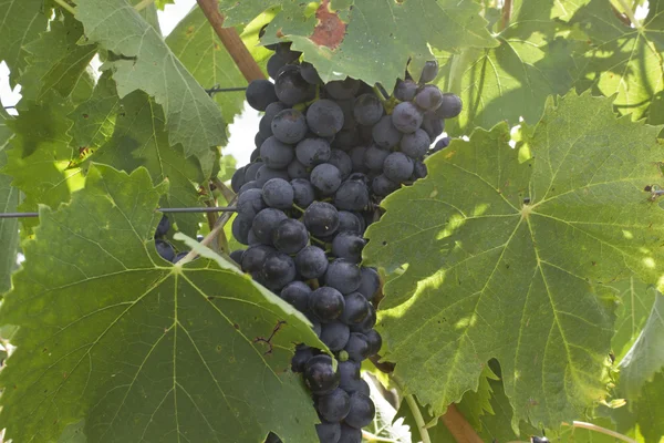 Huerto de uvas en Toscana —  Fotos de Stock