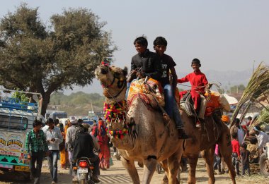 Pushkar deve Fuarı'nda bir deve üzerinde kişi