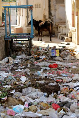 Pushkar çöpe aracılığıyla vahşi inek