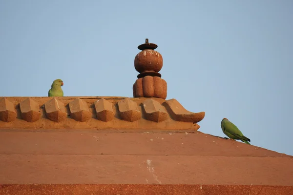 Detalhe arquitetônico do telhado com pombos . — Fotografia de Stock