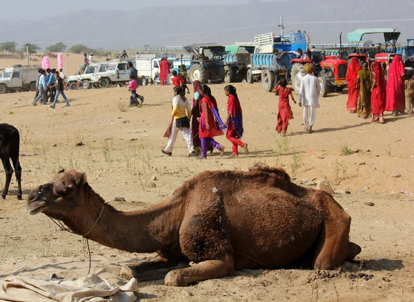 Kamel sitta på sanden på Pushkar Camel Fair — Stockfoto