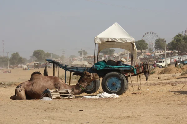 Cammello parcheggiato a Pushkar, con una carrozza e la ruota panoramica sullo sfondo — Foto Stock