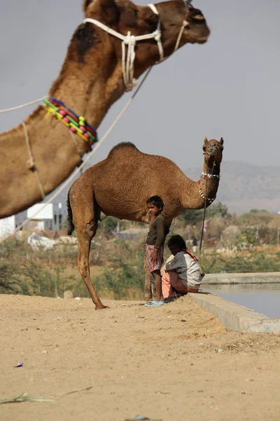 Bambini con un cammello alla Fiera del Cammello di Pushkar — Foto Stock