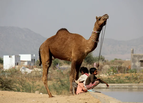 Τα παιδιά με μια καμήλα στο Pushkar Camel Fair — Φωτογραφία Αρχείου