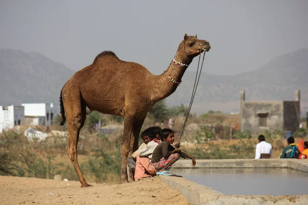 Τα παιδιά με μια καμήλα στο Pushkar Camel Fair — Φωτογραφία Αρχείου