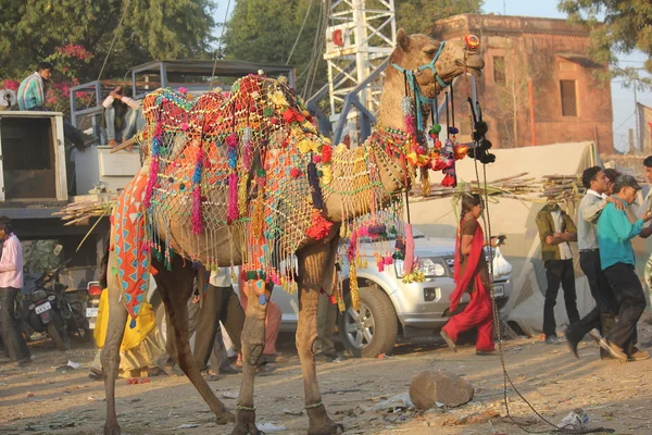 Indische versierde kameel in de straat van Pushkar, met mensen op de achtergrond — Stockfoto