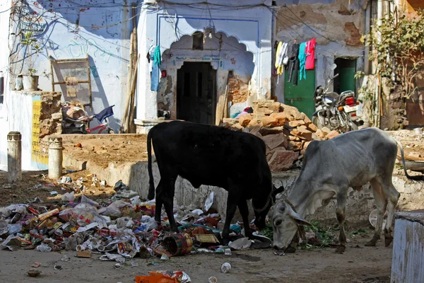 Vaca salvaje a través de la basura — Foto de Stock