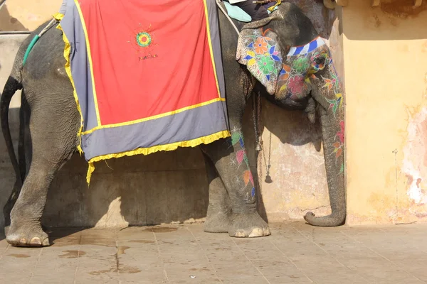 Elephant Decorated With Traditional Painted Patterns — Stock Photo, Image