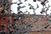 Many pigeons flying on the background of the roofs of ancient buildings of Jaipur