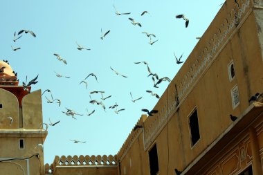Bir Jaipur eski binaların çatıları arka plan üzerinde uçan birçok güvercinler