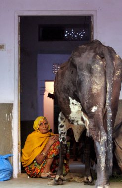 Eski Hint kadın oturup bir inek ile katta