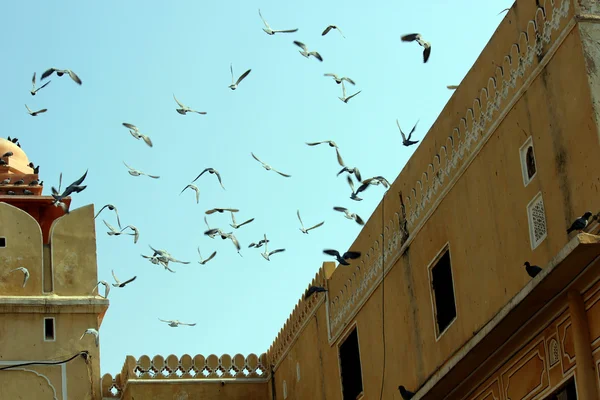 Many pigeons flying on the background of the roofs of ancient buildings of Jaipur — Stock Photo, Image