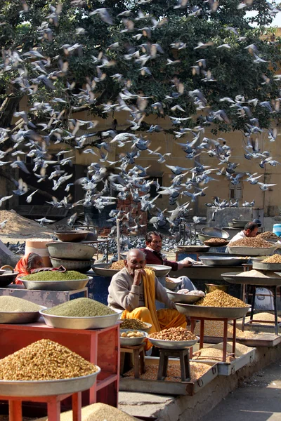 Ежедневный уличный рынок в Джайпуре, где люди продают шейку и много птиц вокруг них — стоковое фото