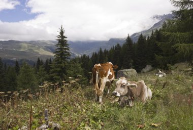 Kahverengi ve beyaz bir inek yüksek çim