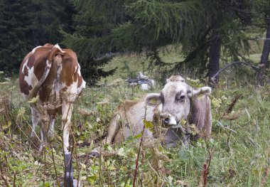 Kahverengi ve beyaz bir inek yüksek çim