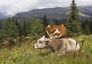Kahverengi ve beyaz bir inek yüksek çim