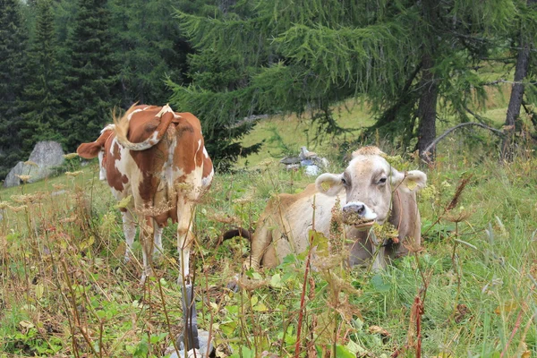 Kahverengi ve beyaz bir inek yüksek çim