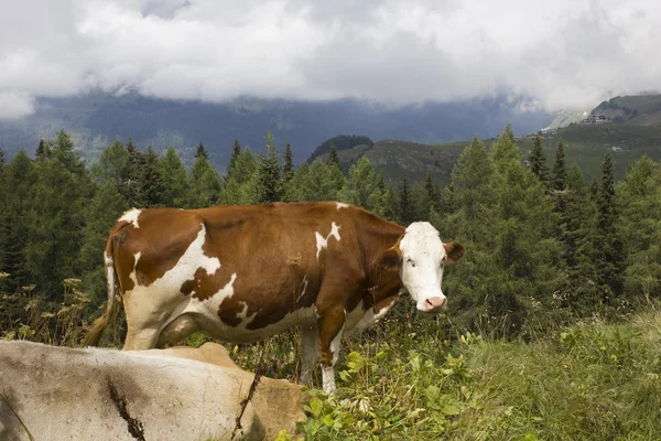 En brun och vit ko i det höga gräset — Stockfoto