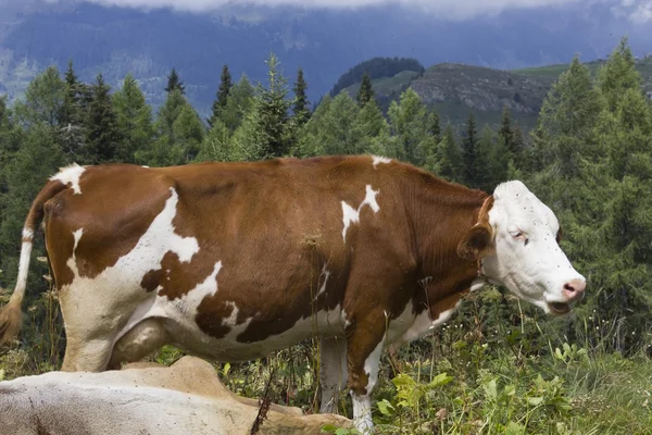En brun och vit ko i det höga gräset — Stockfoto