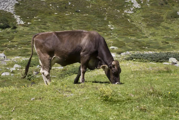 Brun ko äter i gräset — Stockfoto