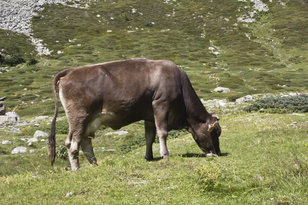 Brun ko äter i gräset — Stockfoto