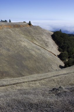San Francisco Bay bölgesinde bir tepenin üst kısmında çayır
