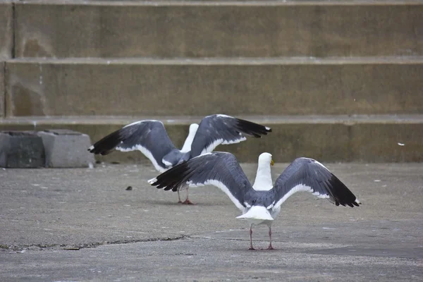 Zwei Heringsmöwen mit offenen Flügeln — Stockfoto