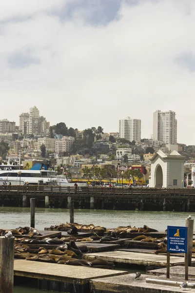 Морские львы на пирсе 39 с городским пейзажем Сан-Франциско на заднем плане — стоковое фото