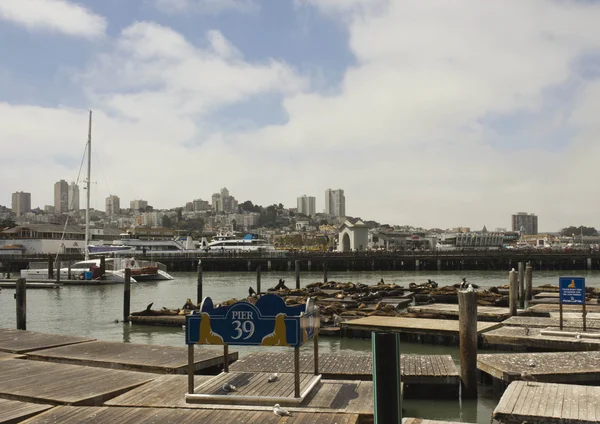 Sea Lions on Pier 39, con San Francisco paisaje urbano en el fondo — Foto de Stock