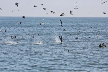 California sahilinde Pelikan sürüsü