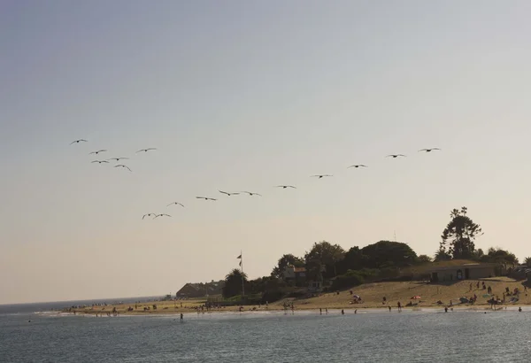 Manada de pelícanos volando sobre la costa de Malibú —  Fotos de Stock