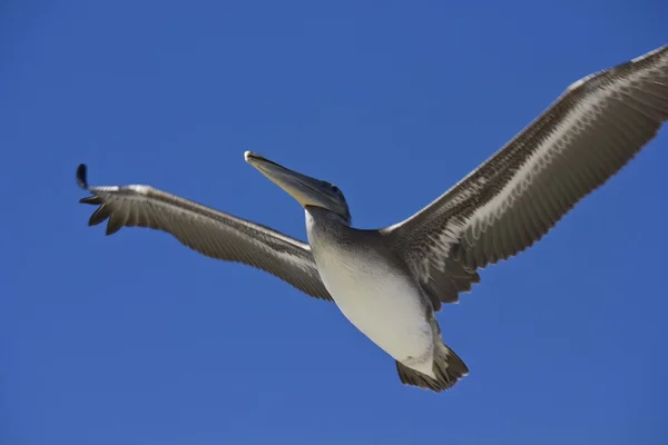 Nahaufnahme eines Pelikans beim Fliegen — Stockfoto