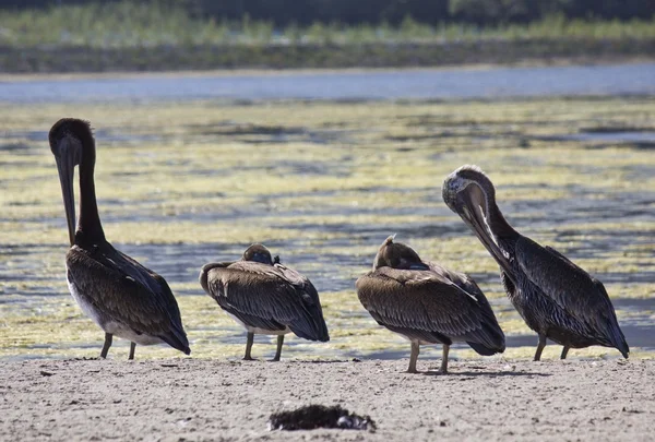 Pelikanfamilie auf Malibu-Lagune — Stockfoto