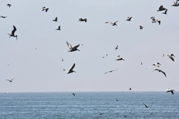 Flock of Pelicans on California coast — Stock Photo, Image