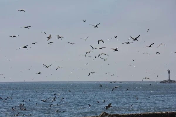 Rebanho de pelicanos na costa da Califórnia — Fotografia de Stock