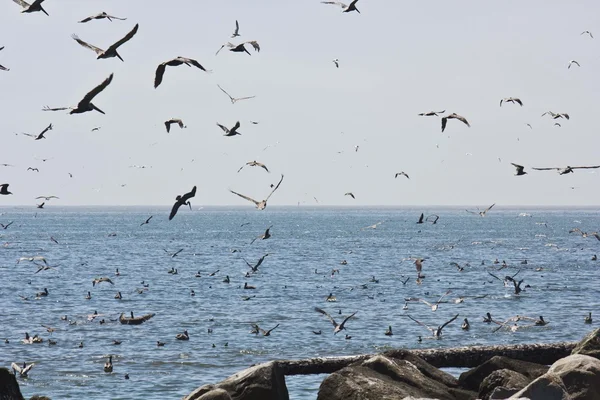 Flock of Pelicans on California coast — Stock Photo, Image