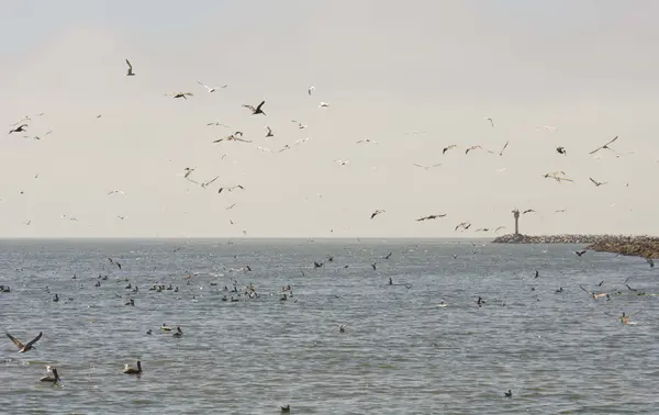 Rebanho de pelicanos na costa da Califórnia — Fotografia de Stock