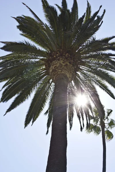 Back lit Palm tree in Beverly Hills