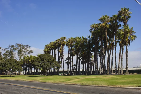 Rua e palmas ao longo da costa de San Diego — Fotografia de Stock